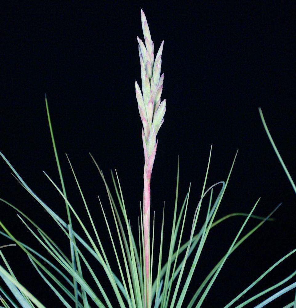 Tillandsia nizandensis